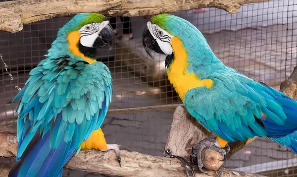 Photography Two Parrots Sitting Branch Cage Macaws Sitting Branch Cage — Stock Photo, Image