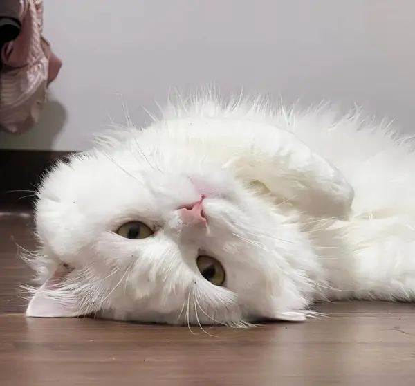 Ett Fotografi Vit Katt Som Ligger Golvet Med Huvudet Golvet — Stockfoto
