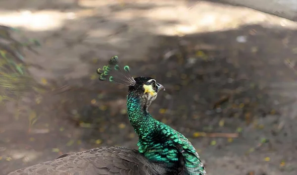 Photography Peacock Green Black Tail Peacock Green Feathers Yellow Beak — Stock Photo, Image