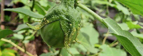 Eine Fotografie Einer Grünen Pflanze Mit Einer Grünen Frucht Darauf — Stockfoto