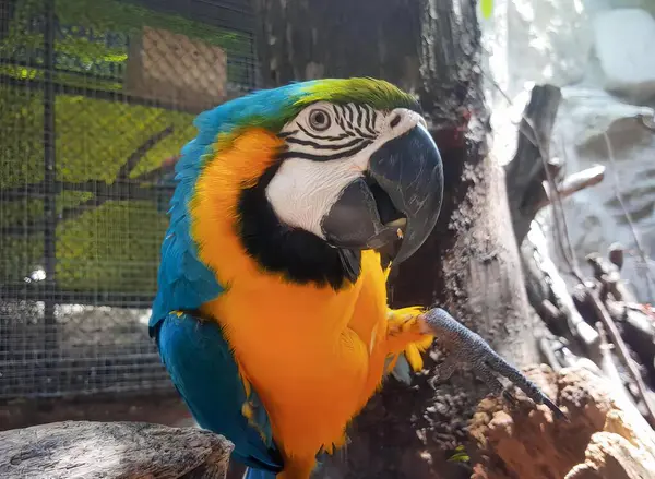 動物園の枝の上に座っているカラフルなオウムの写真 枝に座っている青と黄色の羽を持つマカオの鳥 — ストック写真