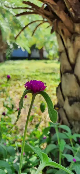 Une Photographie Une Fleur Violette Dans Jardin Avec Palmier Pot — Photo