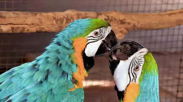 a photography of two parrots are touching noses in a cage, macaws are standing close together in a cage with their beaks touching.