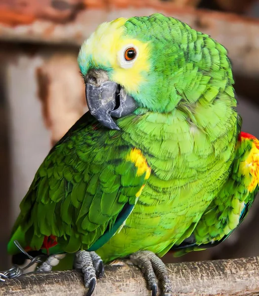 Fotografia Papugi Siedzącej Gałęzi Zamazanym Tłem — Zdjęcie stockowe