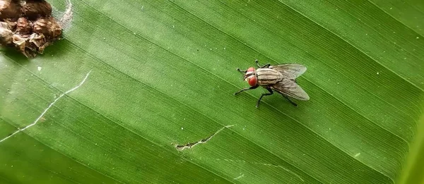 Fotografie Einer Fliege Auf Einem Blatt Mit Einem Käfer Hintergrund — Stockfoto