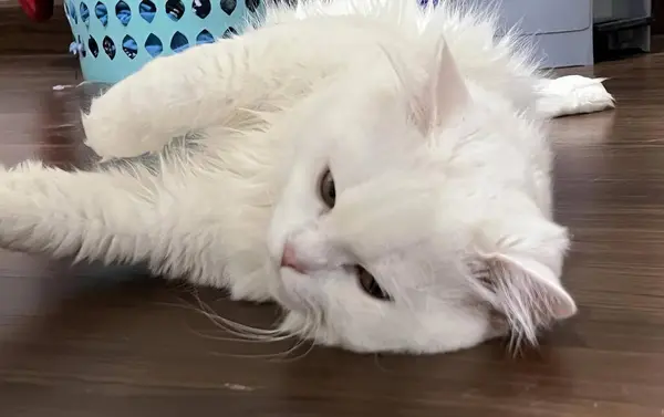 Φωτογραφία Μιας Λευκής Γάτας Ξαπλωμένης Στο Πάτωμα Πόδια Της Στο — Φωτογραφία Αρχείου