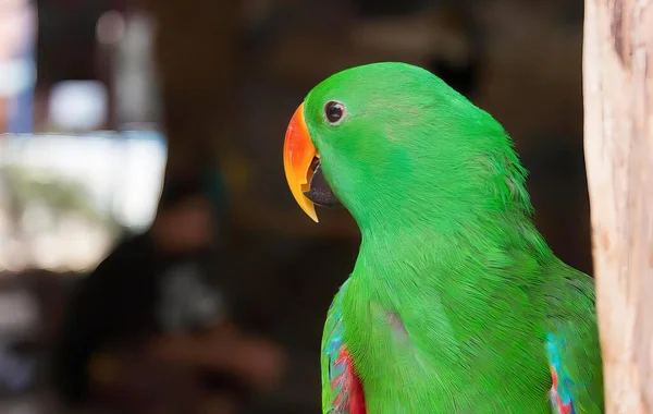 Photography Green Parrot Red Beak Yellow Beak — Stock Photo, Image