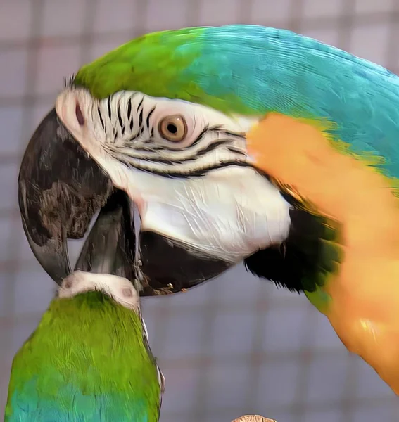 Fotografia Papugi Kolorowym Łbem Niebiesko Żółtym Dziobem — Zdjęcie stockowe
