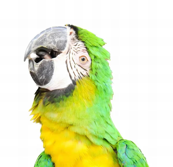Fotografia Papugi Białym Tłem Białą Twarzą Żółtymi Piórami — Zdjęcie stockowe