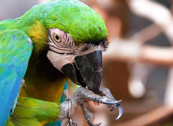 a photography of a parrot with a green and blue feathers, macaw with green feathers and blue and yellow feathers with a beak.