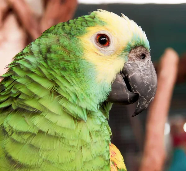 Fotografia Papugi Żółtą Zieloną Głową Papugi Żółtymi Zielonymi Piórami Białą — Zdjęcie stockowe