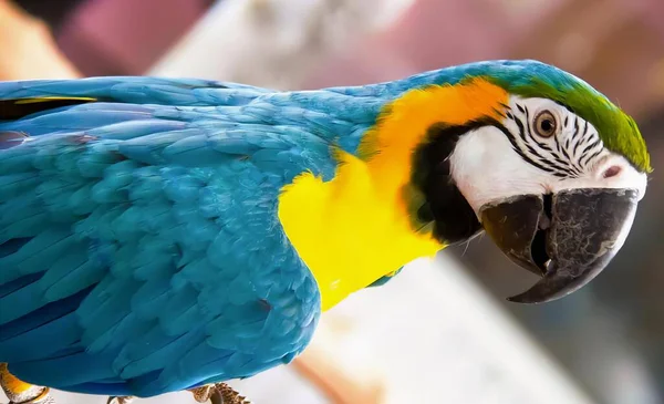 Bir Tünekte Oturan Renkli Bir Papağanın Fotoğrafı Mavi Sarı Tüylü — Stok fotoğraf