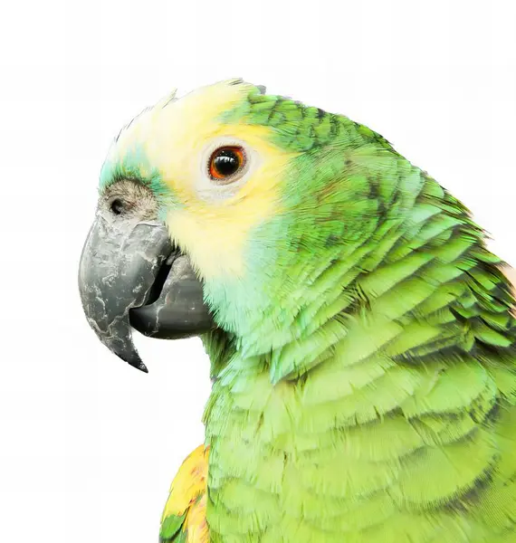 Fotografia Papugi Żółtą Zieloną Głową Papuga Żółtymi Zielonymi Piórami Białym — Zdjęcie stockowe