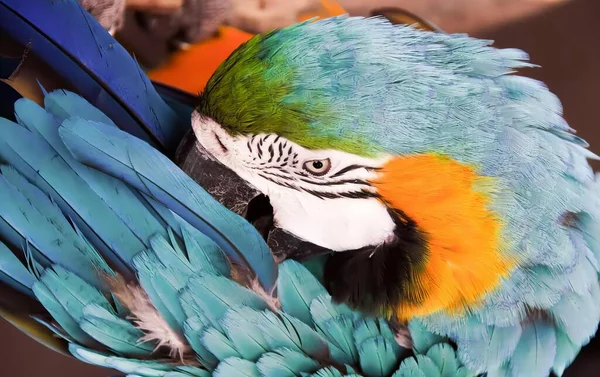Egy Színes Papagáj Fotózása Fejjel Oldalra Fordítva Kék Narancssárga Tollakkal — Stock Fotó