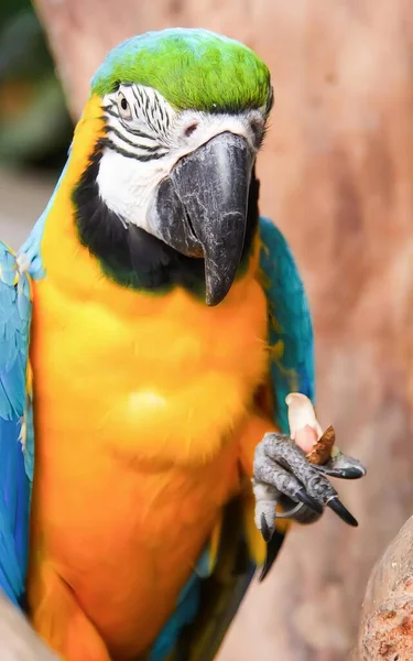 Fotografia Barwnej Papugi Zieloną Głową Niebieskimi Skrzydłami Maść Zielonymi Żółtymi — Zdjęcie stockowe