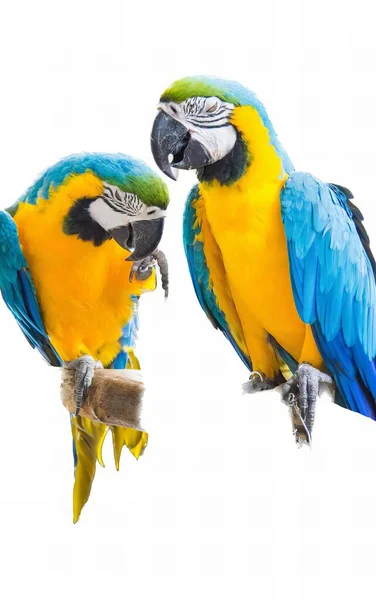 Photography Two Parrots Sitting Branch White Background Macaws Sitting Branch — Stock Photo, Image