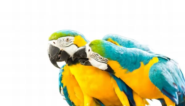Uma Fotografia Dois Pássaros Coloridos Sentados Cima Outro Araras Estão — Fotografia de Stock