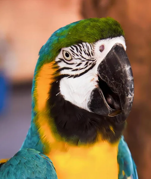 Egy Kék Sárga Arcú Zöld Sárga Fejű Kék Tollú Papagáj — Stock Fotó