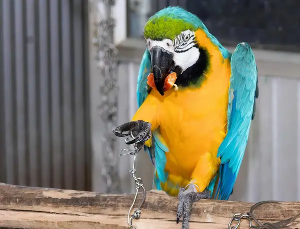 Fotografia Barwnej Papugi Siedzącej Gałęzi Jedzącej Coś — Zdjęcie stockowe
