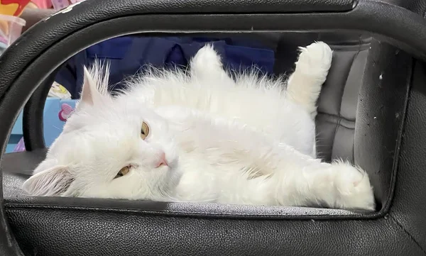 Fotografie Einer Weißen Katze Die Auf Einem Schwarzen Stuhl Liegt — Stockfoto