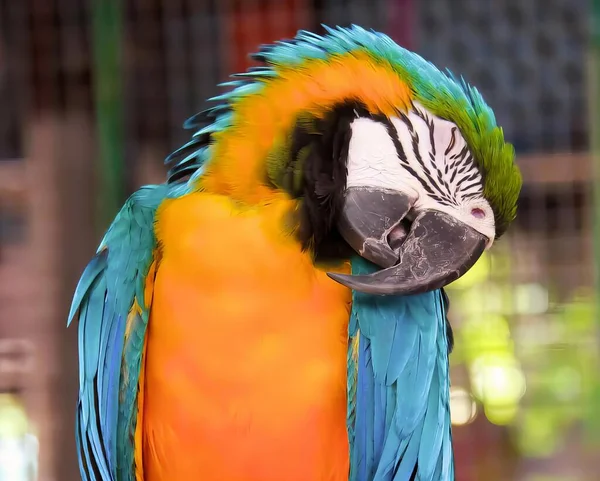 Mavi Sarı Yüzlü Renkli Bir Papağanın Fotoğrafı Kafesteki Tüyü Renkli — Stok fotoğraf