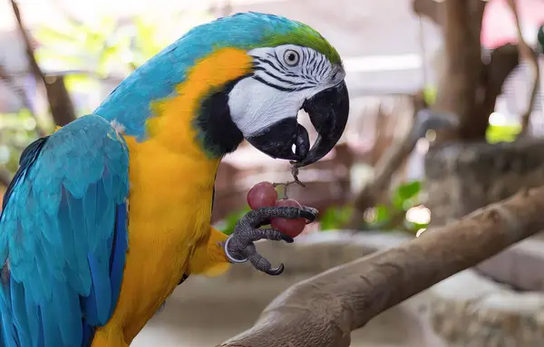 Fotografia Papugi Jedzącej Owoc Gałęzi Macaw Jedzącej Owoc Gałęzi Zoo — Zdjęcie stockowe
