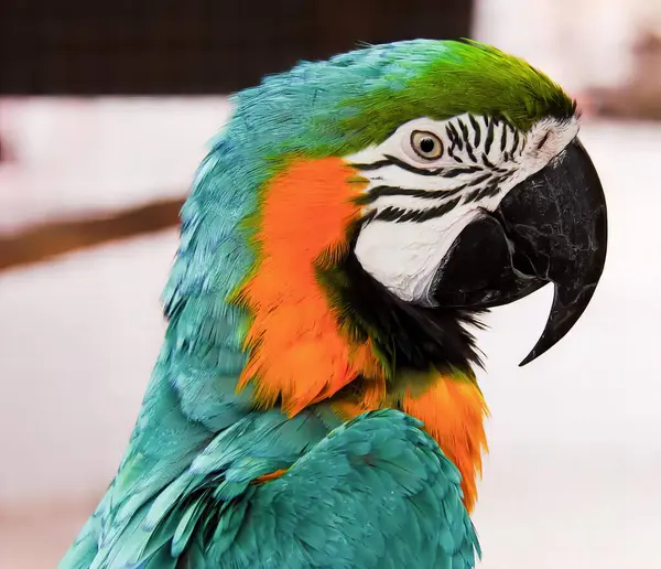 Fotografie Barevného Papouška Bílým Pozadím Papouška Jasně Zeleným Oranžovým Peřím — Stock fotografie