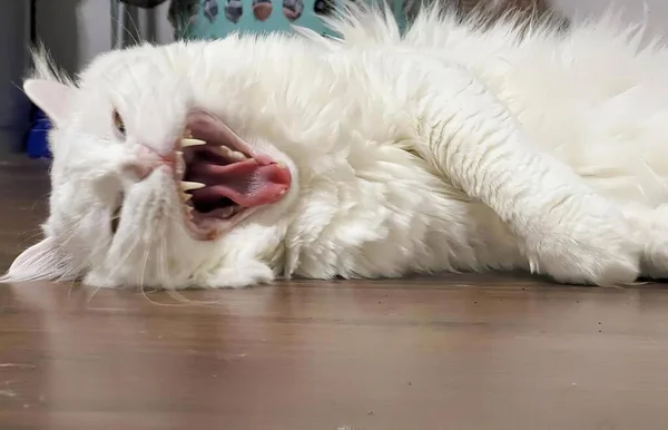 Φωτογραφία Λευκής Γάτας Ξαπλωμένης Στο Πάτωμα Στόμα Ανοιχτό — Φωτογραφία Αρχείου