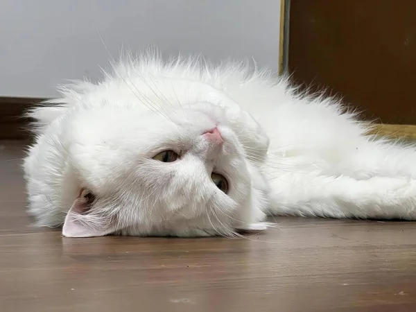 Фотография Белой Кошки Лежащей Полу Головой Полу — стоковое фото