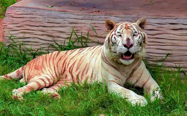 Una Fotografía Tigre Blanco Tendido Hierba Con Boca Abierta Pantera — Foto de Stock