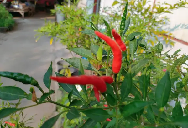 花园里长着红辣椒的植物 外面有红花的铃铛 — 图库照片