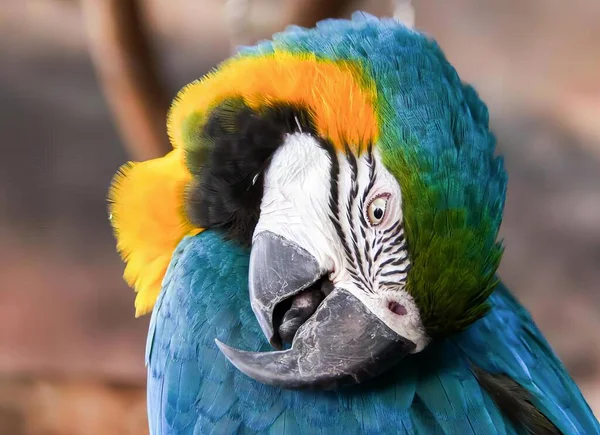 Photography Colorful Parrot Very Large Beak Macaw Colorful Feathers Sitting — Stock Photo, Image