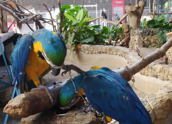 Fotografie Dvou Papoušků Sedících Větvi Zoologické Zahradě Macaws Sedí Větvi — Stock fotografie