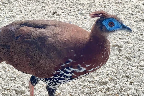 a photography of a bird with a blue head and a brown body, partridge bird with blue head and tail standing on sand.