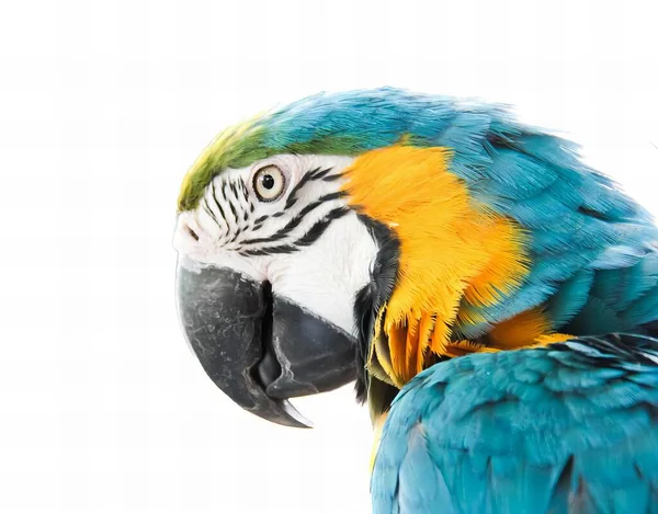 Egy Fehér Hátterű Színes Papagáj Fotózása Kék Sárga Tollú Arapagáj — Stock Fotó