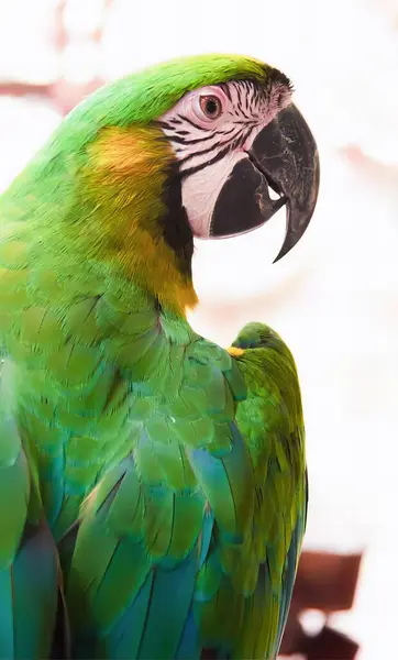Фотографія Папуги Зеленим Жовтим Пір Маку Зеленим Пір Жовтим Дзьобом — стокове фото