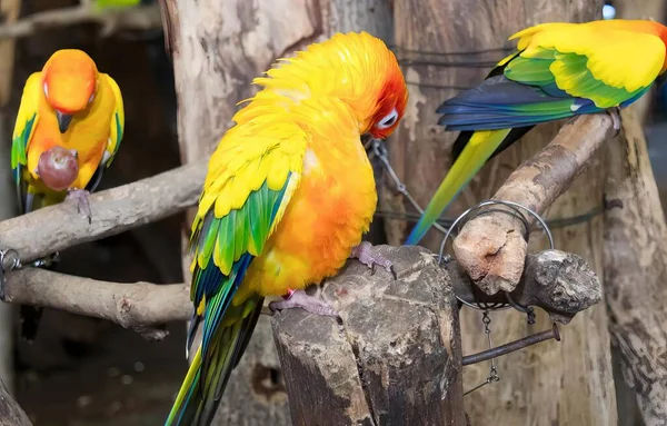 Una Fotografía Grupo Pájaros Coloridos Sentados Una Rama Árbol Guacamayos —  Fotos de Stock