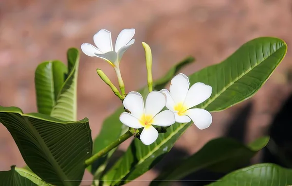 Fotografia Białego Kwiatu Żółtym Centrum Otoczonym Zielonymi Liśćmi — Zdjęcie stockowe