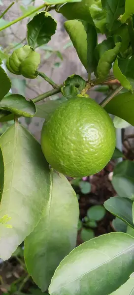 Fotografi Pohon Kapur Dengan Daun Hijau Dan Buah Hijau Lemon — Stok Foto
