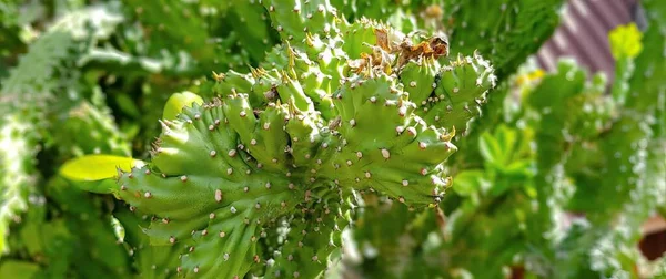Una Fotografia Una Pianta Cactus Con Sopra Ape Vasi Fiori — Foto Stock