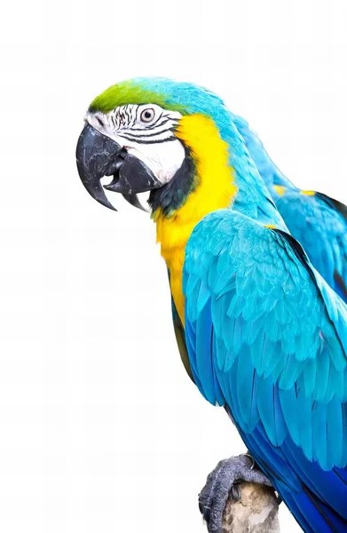 Фотографія Папуги Сидить Гілці Білим Тлом Макаве Сидить Гілці Білим — стокове фото