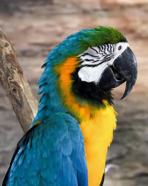 stock image a photography of a colorful parrot sitting on a branch, macaw with blue and yellow feathers sitting on a branch.