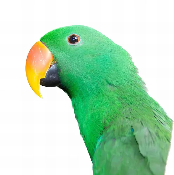 Фотографія Зеленого Папуги Жовтим Дзьобом Папуга Макави Зеленим Пір Помаранчевий — стокове фото