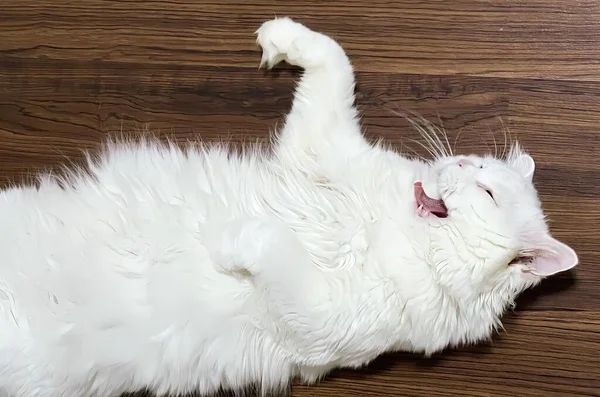 Una Fotografía Gato Blanco Acostado Sobre Espalda Sobre Piso Madera — Foto de Stock