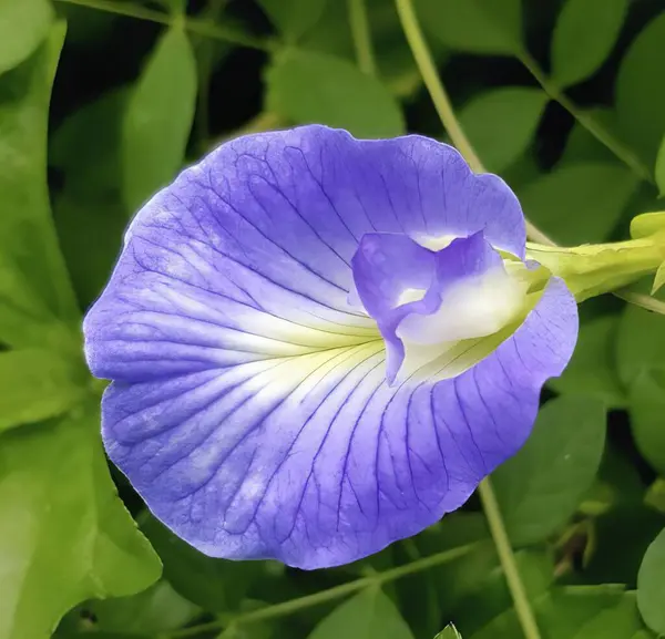 Eine Fotografie Einer Blauen Blume Mit Weißem Zentrum Umgeben Von — Stockfoto