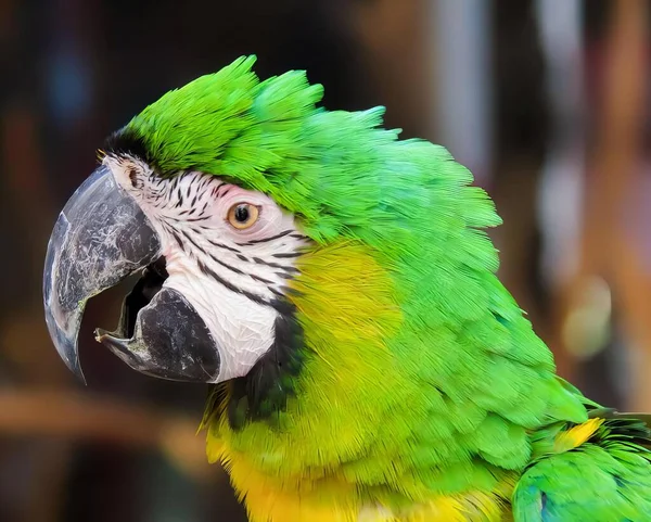 Uma Fotografia Papagaio Com Penas Verdes Amarelas Arara Com Penas — Fotografia de Stock