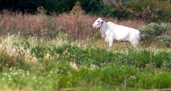 a photography of a white cow standing in a field of tall grass, ox standing in a field of tall grass and weeds.