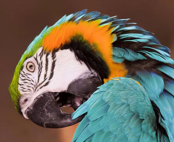 Ett Fotografi Färgglad Papegoja Med Öppen Mun Makaw Med Färgglada — Stockfoto