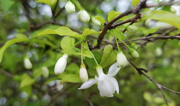 a photography of a white flower hanging from a tree branch, nail - tip flowers hang from a branch of a tree in the woods.