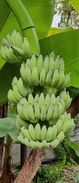 Uma Fotografia Bando Bananas Penduradas Numa Árvore Bananeira Com Bando — Fotografia de Stock